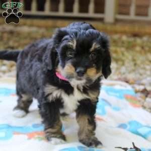Melody, Mini Bernedoodle Puppy
