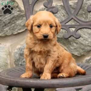 Mila, Mini Goldendoodle Puppy