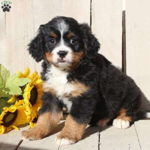 Nelly, Miniature Bernese Mountain Dog Puppy