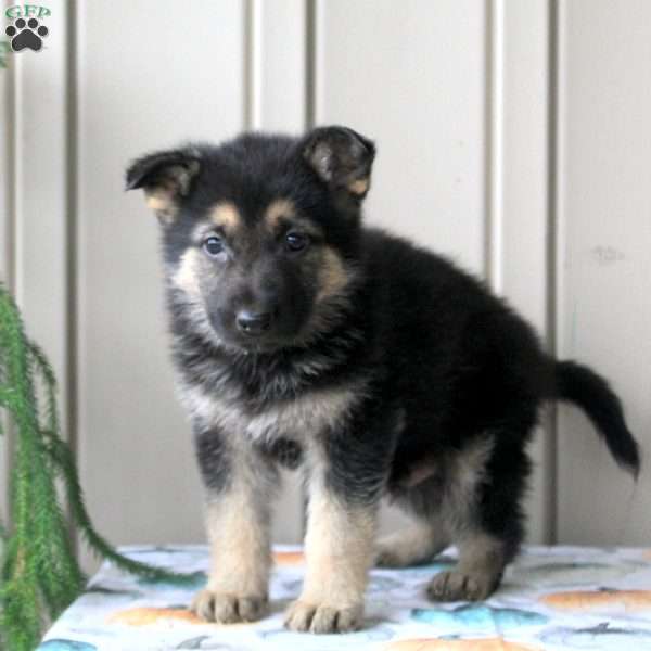 german shepherd runt of the litter