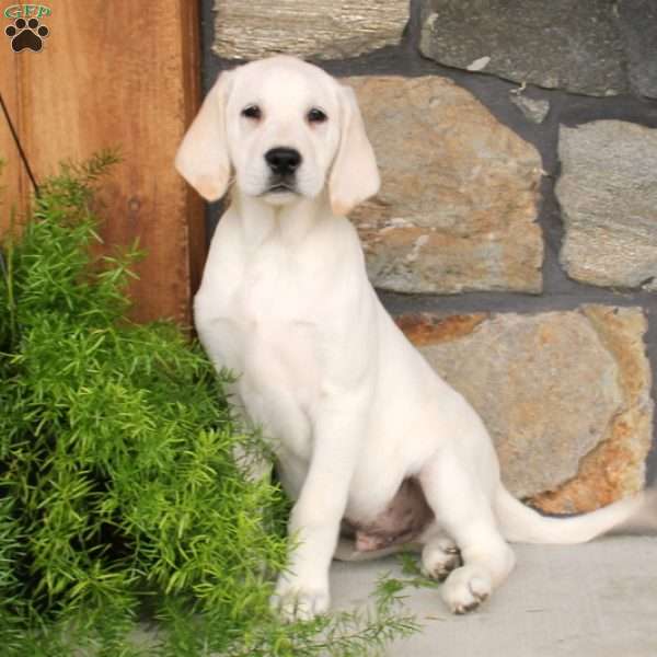 Oscar, Yellow Labrador Retriever Puppy