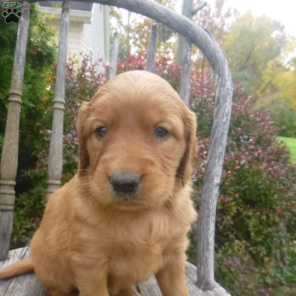 Taffy, Golden Irish Puppy