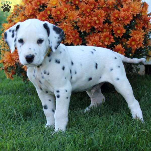Pablo, Dalmatian Puppy