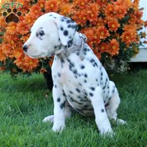 Dalmatian Puppies For Sale | Greenfield Puppies