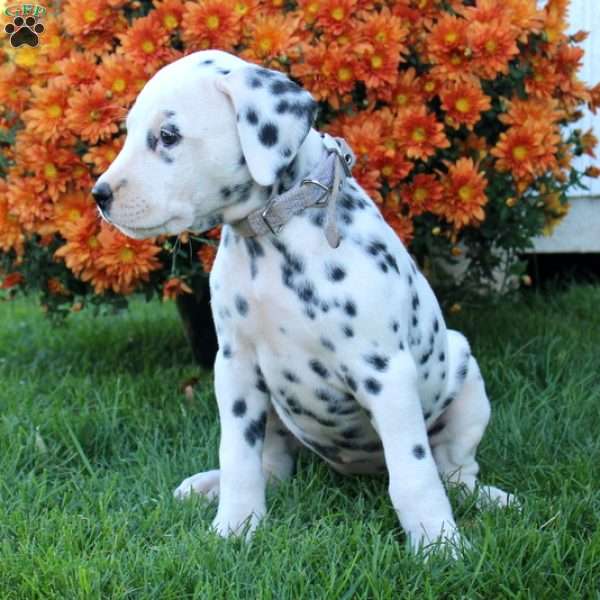 Page, Dalmatian Puppy