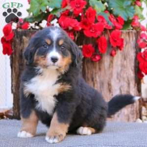 Levi & Rachel King - Greenfield Puppies