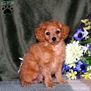 Parker, Mini Goldendoodle Puppy