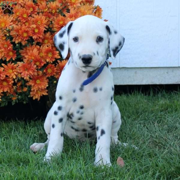 Patches, Dalmatian Puppy