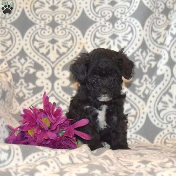 Penelope, Miniature Poodle Mix Puppy