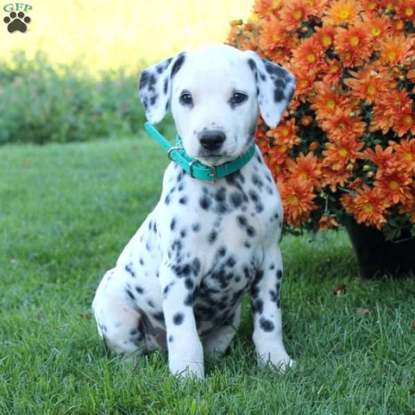 Pepper, Dalmatian Puppy
