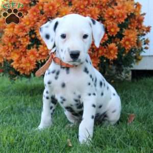 Dalmatian Puppies For Sale | Greenfield Puppies