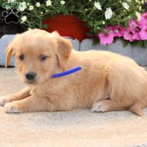 Percy, Golden Retriever Puppy