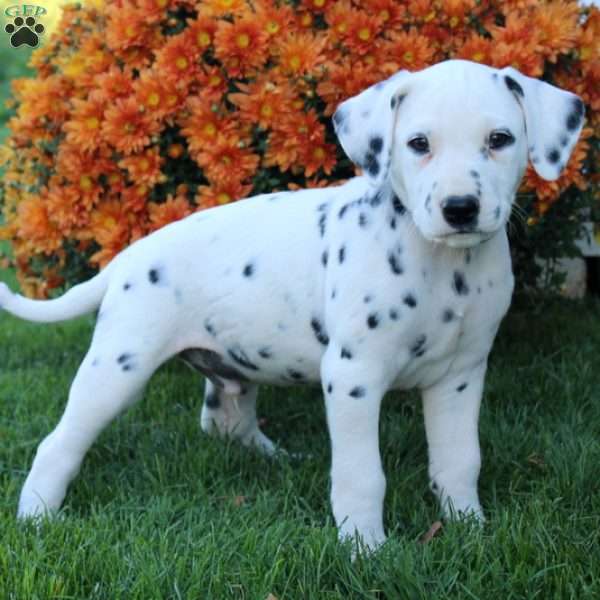Pierce, Dalmatian Puppy