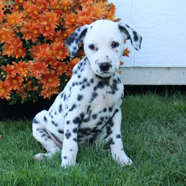Piper, Dalmatian Puppy