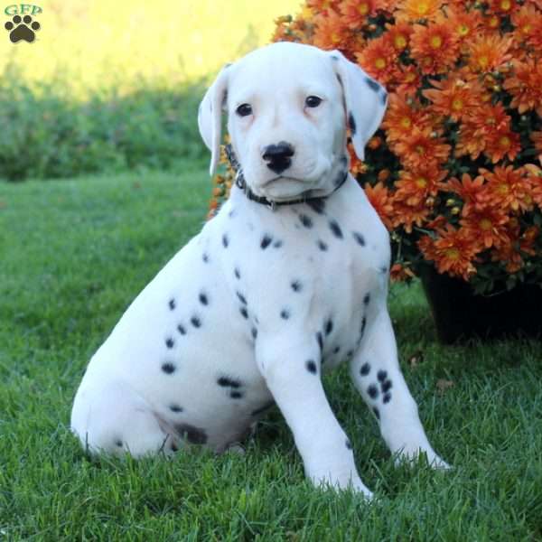 Pippin, Dalmatian Puppy