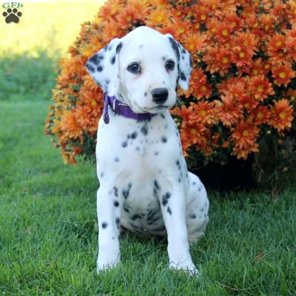 Prissy, Dalmatian Puppy