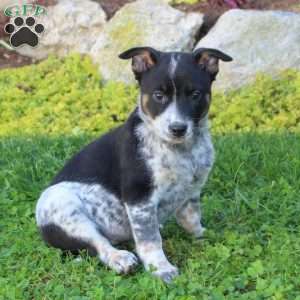 Rach, Blue Heeler – Australian Cattle Dog Puppy