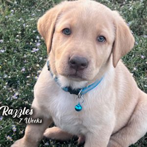 Yellow Lab Male Cute Dudley