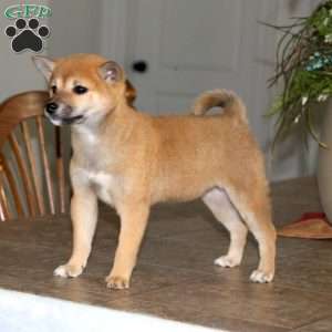 Shiba Inu Puppies For Sale | Greenfield Puppies