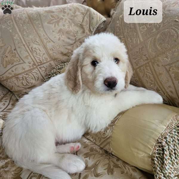 Louise, Saint Berdoodle Puppy