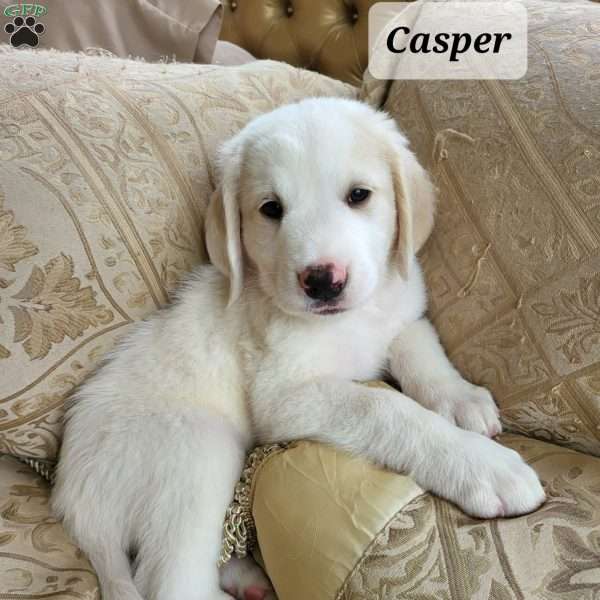 Casper, Saint Berdoodle Puppy