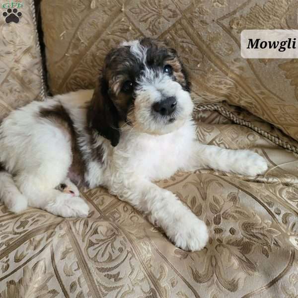 Mowgly, Saint Berdoodle Puppy