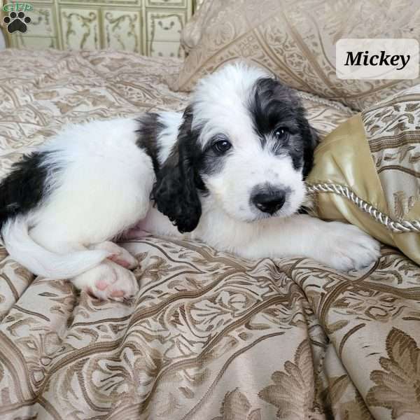 Mickey, Saint Berdoodle Puppy