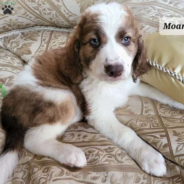 Moana, Saint Berdoodle Puppy
