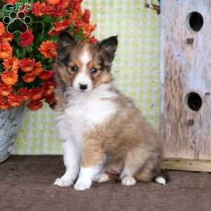 Sheltie Puppies For Sale | Greenfield Puppies