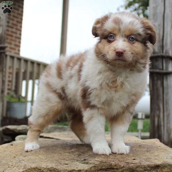Ruby, Miniature Australian Shepherd Puppy