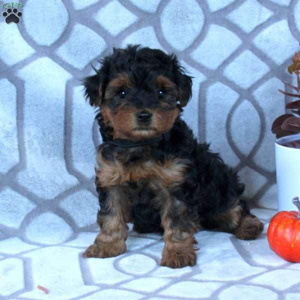 Scout, Yorkie Mix Puppy