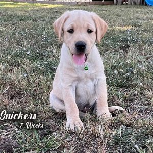 Champagne Yellow Lab Male Cute