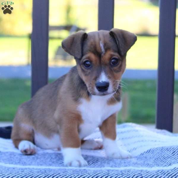 Teddy, Jack Russell Mix Puppy
