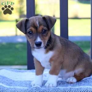 Teddy, Jack Russell Mix Puppy