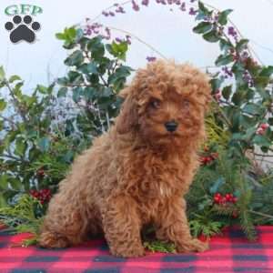 Tommy, Cavapoo Puppy