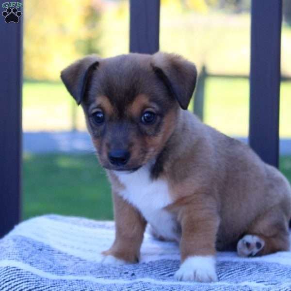 Trigger, Jack Russell Mix Puppy