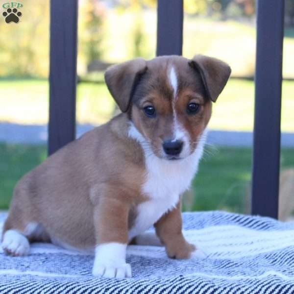 Trina, Jack Russell Mix Puppy