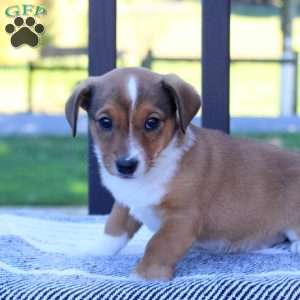 Trina, Jack Russell Mix Puppy