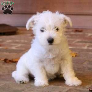 how much does a westiepoo cost