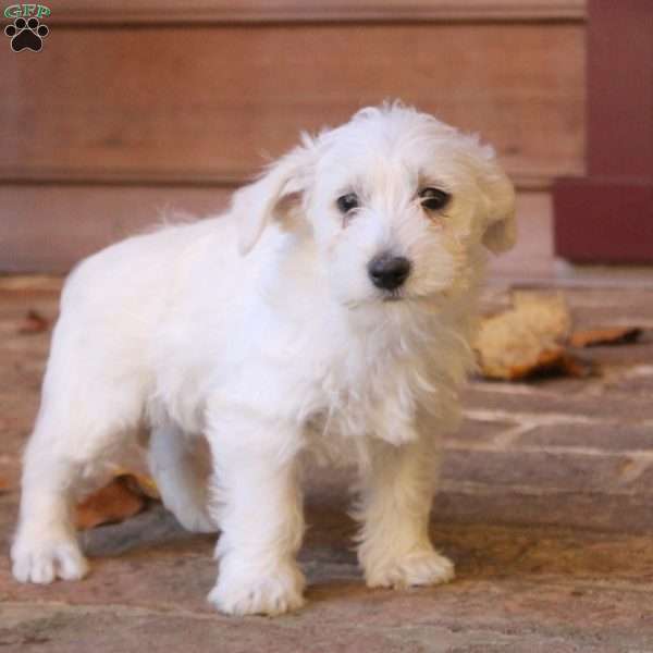 Victoria, Westiepoo Puppy