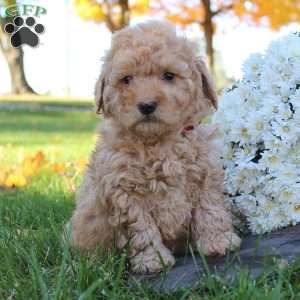 Wilbur, Miniature Poodle Puppy