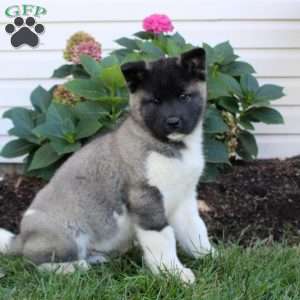 Akita Puppies for Sale | Greenfield Puppies