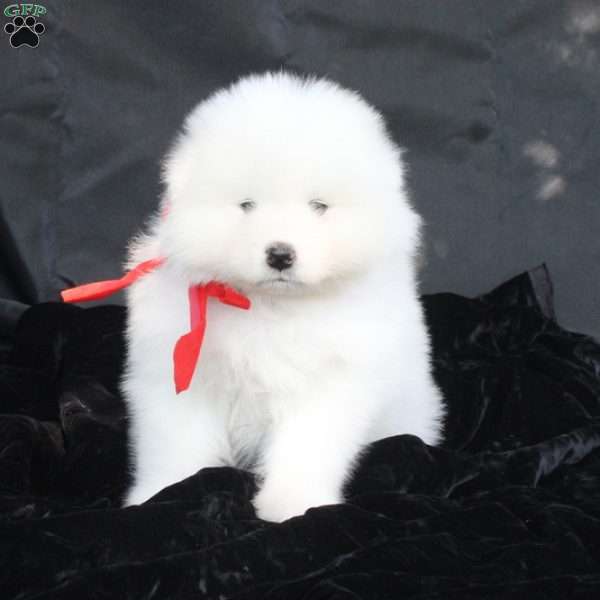 Wren, Samoyed Puppy