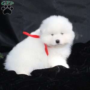 Wren, Samoyed Puppy