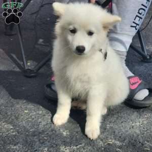 american eskimo chow mix