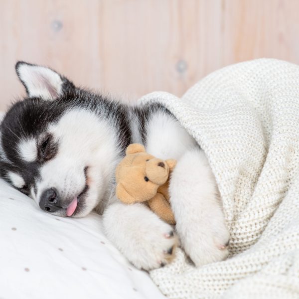 siberian husky puppy hugging toy bear under a blanket