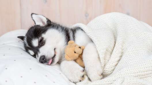 5 Tips to Help Your Puppy Sleep Through the Night