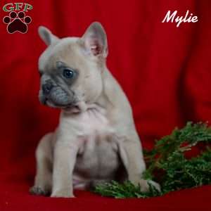 Mylie, French Bulldog Puppy