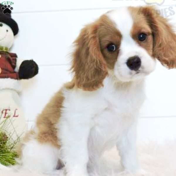 Rover, Cavalier King Charles Spaniel Puppy