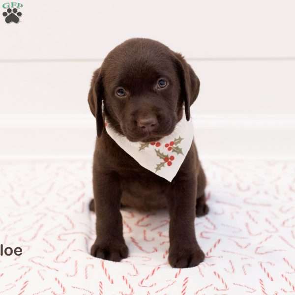 Chloe- English, Chocolate Labrador Retriever Puppy